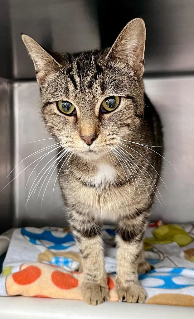 Meowstic thumbnail 2