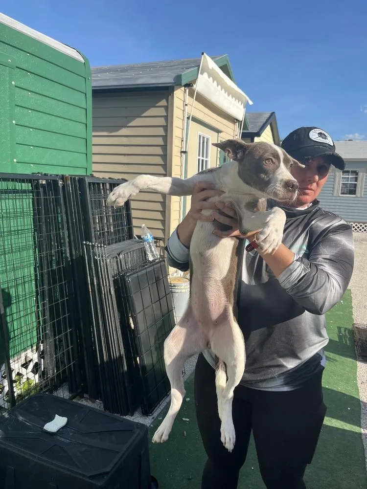 A baby small-sized female Staffordshire Bull Terrier dog named Lulu for adoption in Lakeland, FL