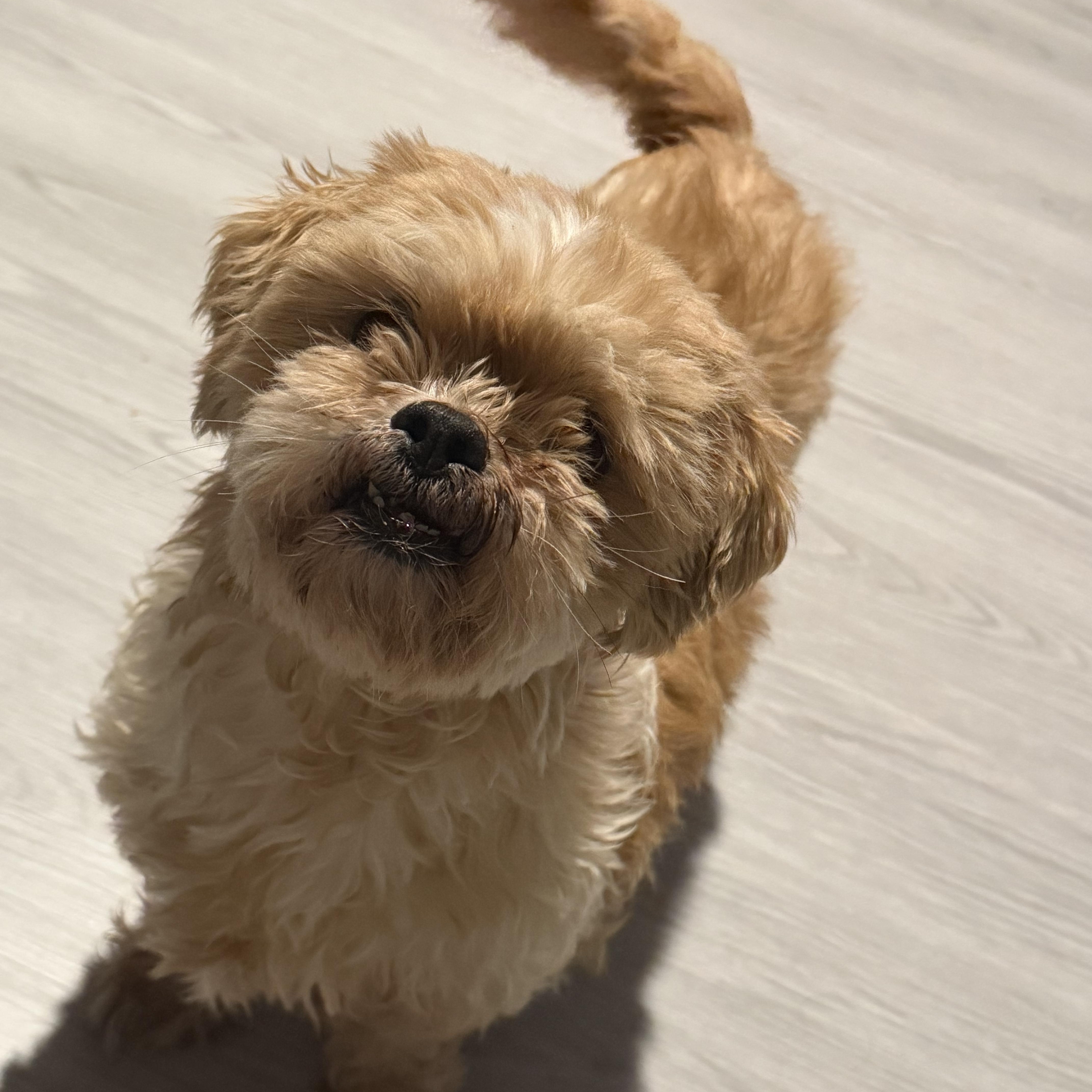 Truffles thumbnail 4