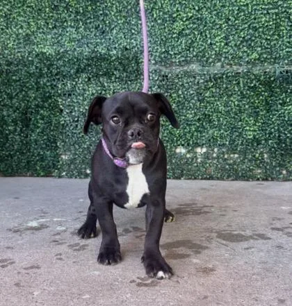 A baby small-sized female Boxer dog named 61800342 for adoption in El Paso, TX