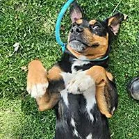 Holden URGENT