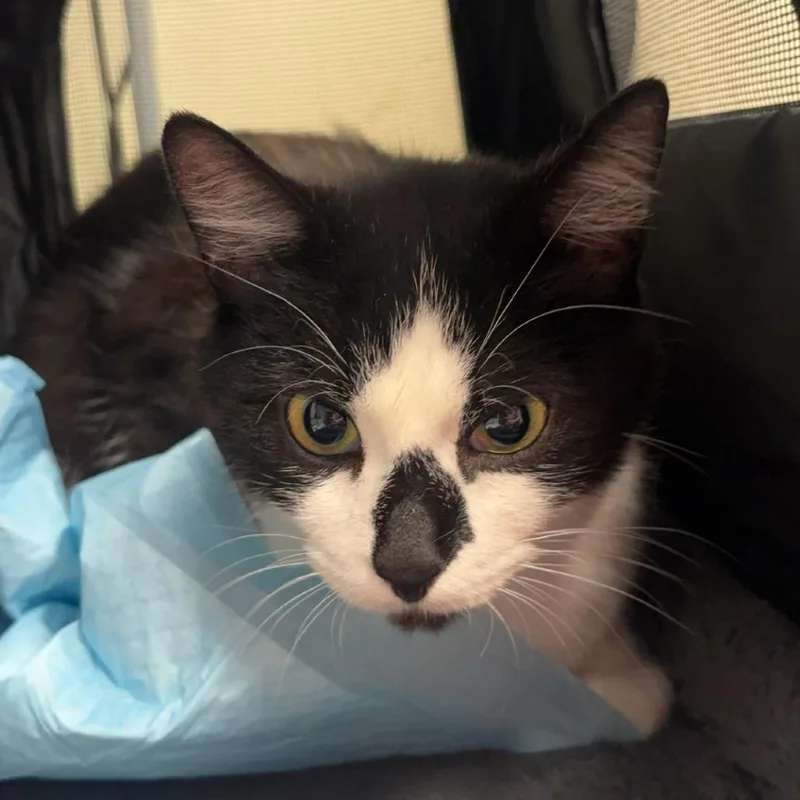 An adult medium-sized female Black Domestic Short Hair cat named Fern for adoption in Edwardsville, IL