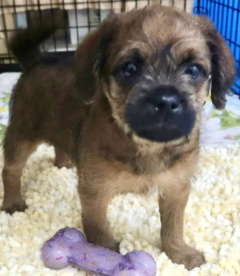 A baby small-sized male Pug dog named River for adoption in Los Angeles, CA