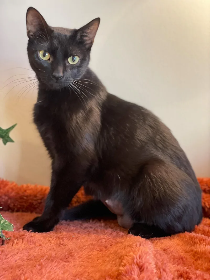 An adult medium-sized female Black Domestic Short Hair cat named Ivy for adoption in Taylor, MI