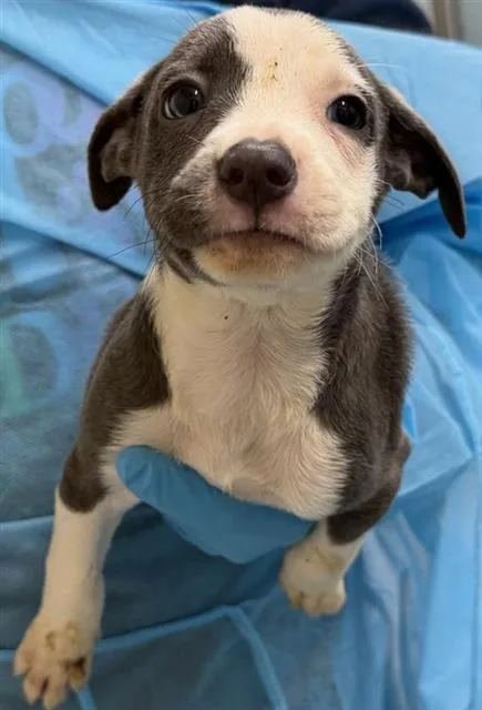 A baby small-sized female American Staffordshire Terrier dog named Mary for adoption in San Antonio, TX