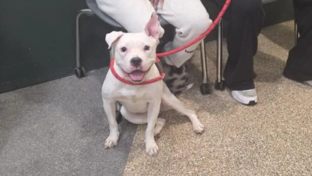 A young medium-sized female American Staffordshire Terrier dog named Milly for adoption in Los Angeles, CA