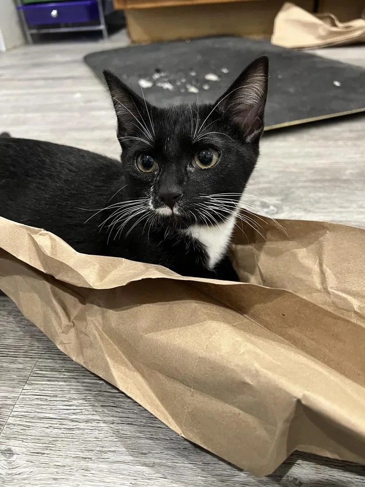 Tuxie Boy  Months thumbnail 2