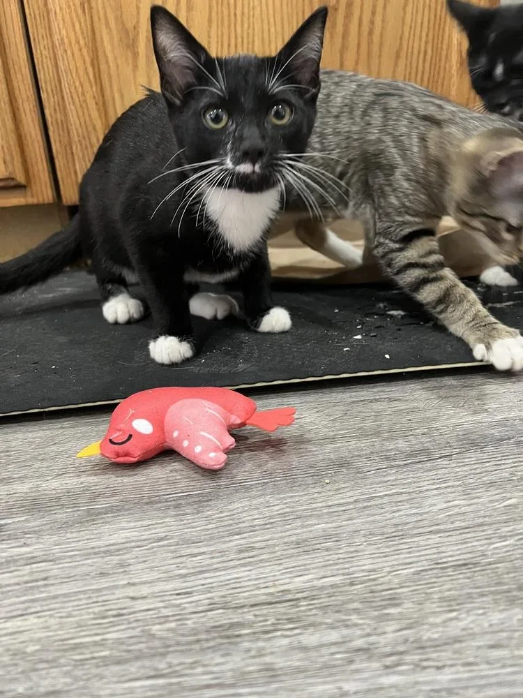 Tuxie Boy  Months thumbnail 4