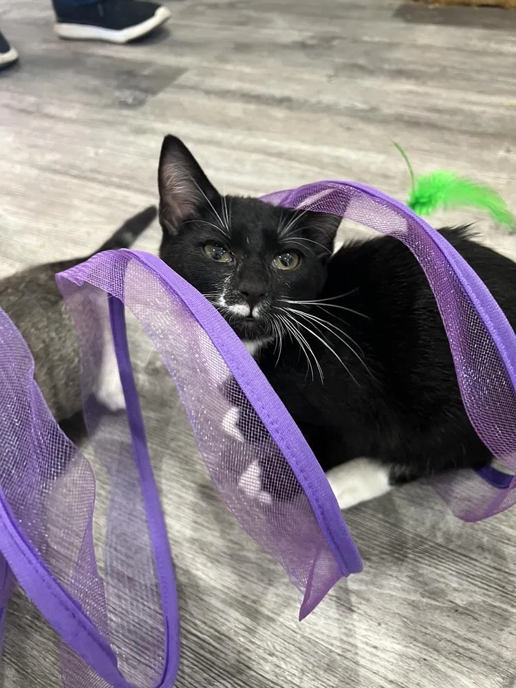 Tuxie Boy  Months thumbnail 5