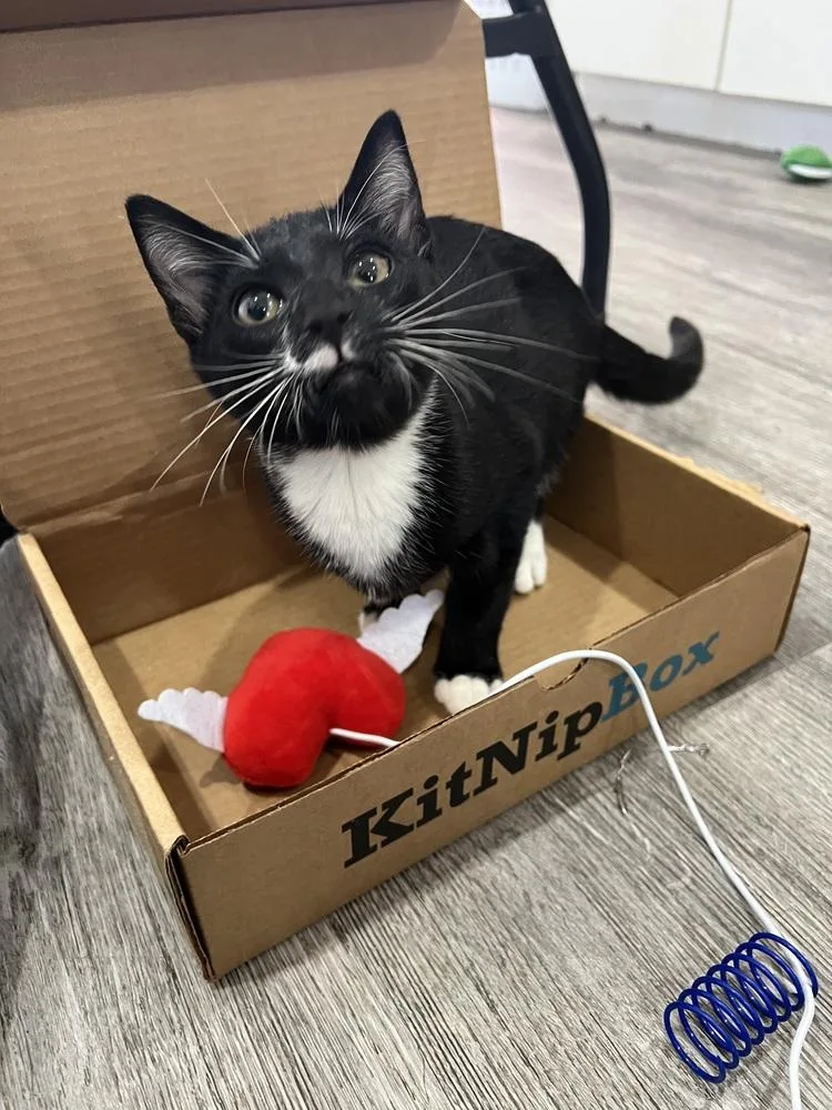 Tuxie Boy  Months thumbnail 6