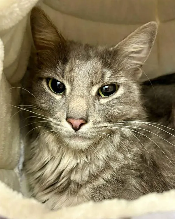 A young small-sized female Domestic Medium Hair cat named Marisol for adoption in Novato, CA