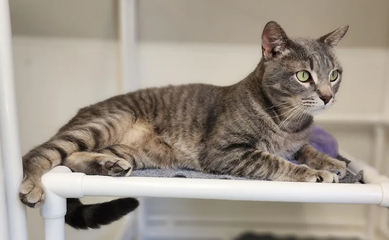 A young medium-sized male Tabby (Gray / Blue / Silver) Domestic Short Hair cat named Nikko for adoption in Beulah, MI