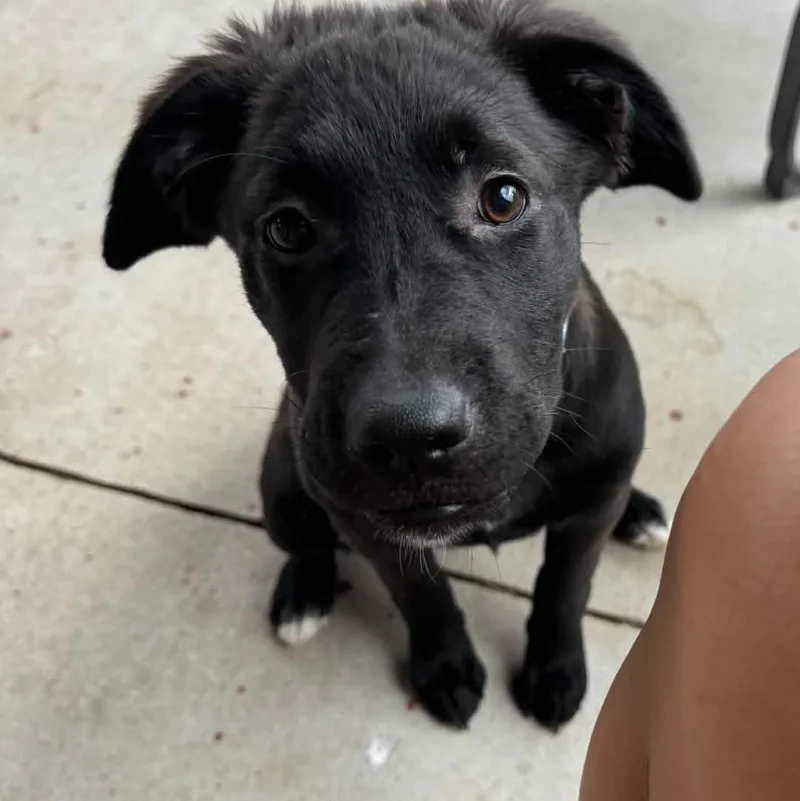 A baby medium-sized female Labrador Retriever dog named Stevie for adoption in Chatham, NJ