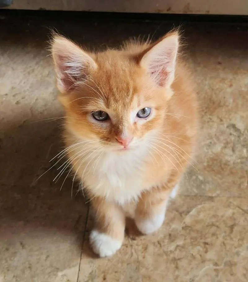A baby medium-sized male Domestic Short Hair cat named Ducky for adoption in Candler, NC