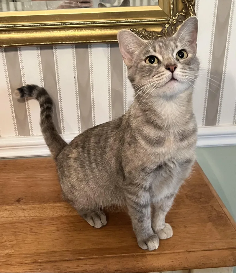 Bluebell thumbnail 3