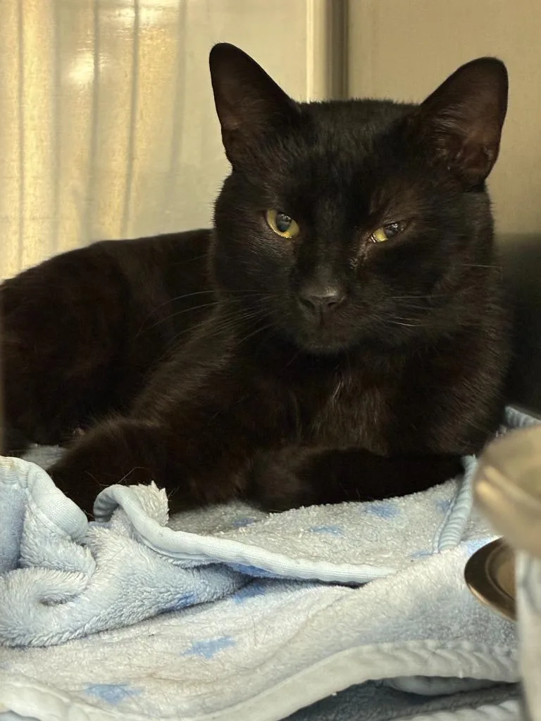An adult medium-sized male Domestic Short Hair cat named Gomez for adoption in Portland, IN