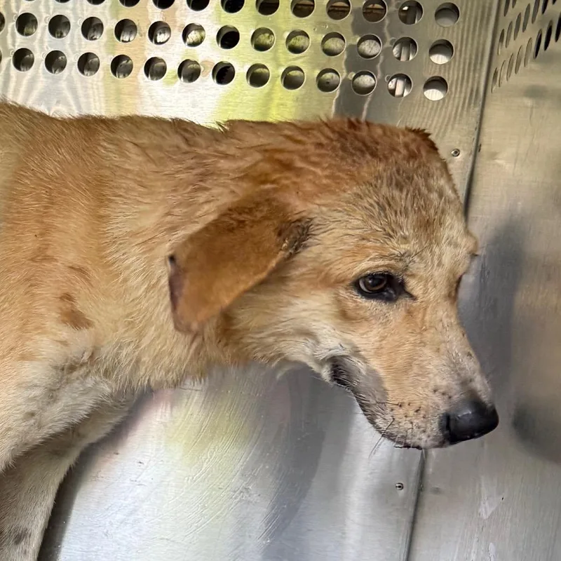 An adult medium-sized female Golden Mixed Breed dog named StrayStMarysRoad&VillageWay for adoption in Columbus, GA