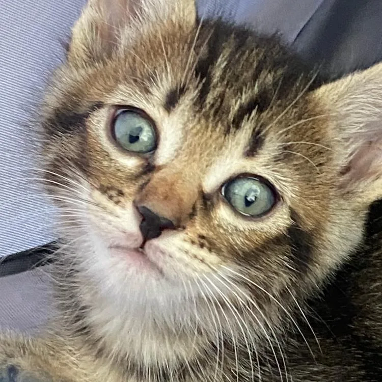 A baby small-sized female Gray / Blue / Silver Domestic Short Hair cat named Cinnamon for adoption in West Palm Beach, FL