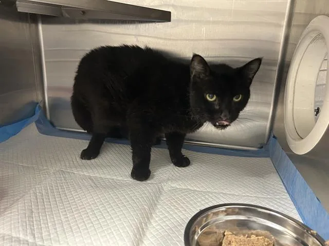 A senior small-sized male Domestic Short Hair cat named Jethro for adoption in Ocala, FL