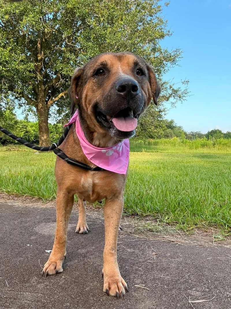 An adult medium-sized female Golden Labrador Retriever dog named Honey for adoption in Willis, TX