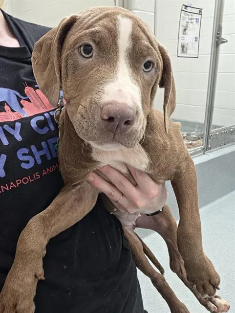 A baby small-sized female Pit Bull Terrier dog named Mia for adoption in Indianapolis, IN