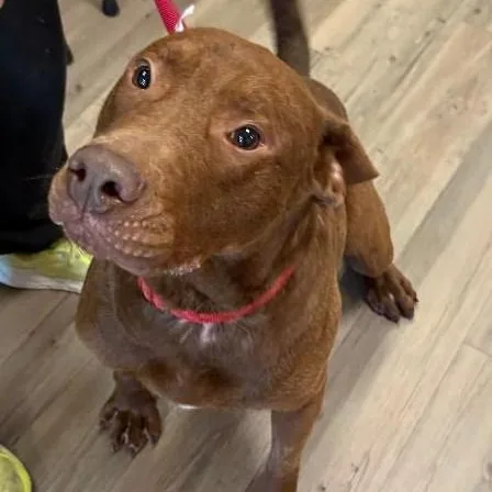 A young medium-sized male Pit Bull Terrier dog named Enzo for adoption in New Milford, CT
