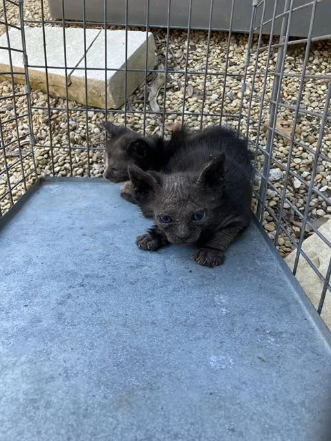 A baby large-sized male Domestic Short Hair cat named George for adoption in Dallas, TX