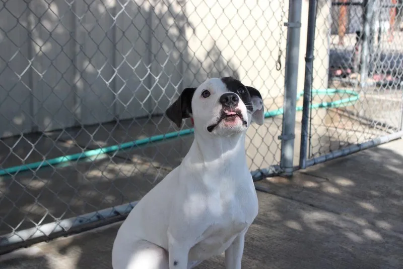A baby medium-sized female Pit Bull Terrier dog named Bluey for adoption in Twentynine Palms, CA