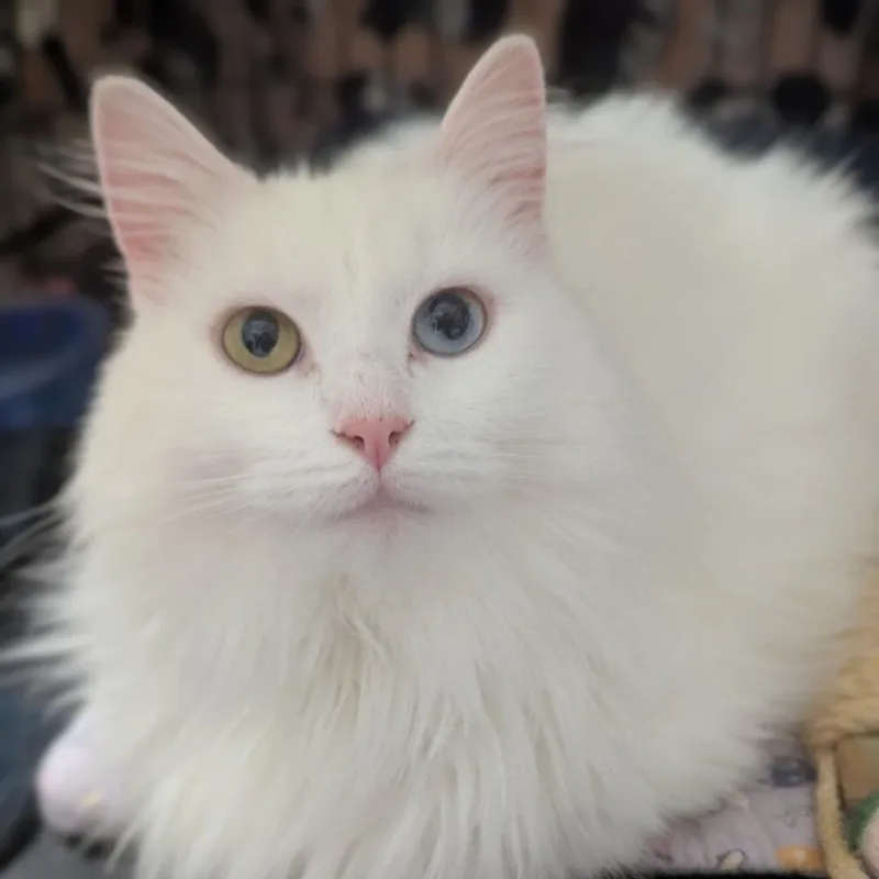 An adult medium-sized female White Domestic Medium Hair cat named Spork for adoption in Durham, NC