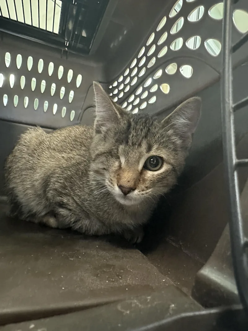 A young medium-sized male Domestic Short Hair cat named Arlo for adoption in New Port Richey, FL
