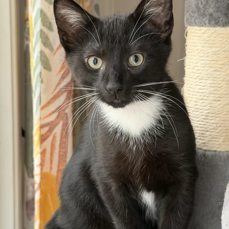 A baby medium-sized male Black & White / Tuxedo Domestic Short Hair cat named Coach for adoption in Pawleys Island, SC