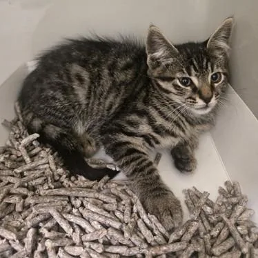 A baby medium-sized male Tabby (Brown / Chocolate) Domestic Short Hair cat named Pico for adoption in Phoenixville, PA