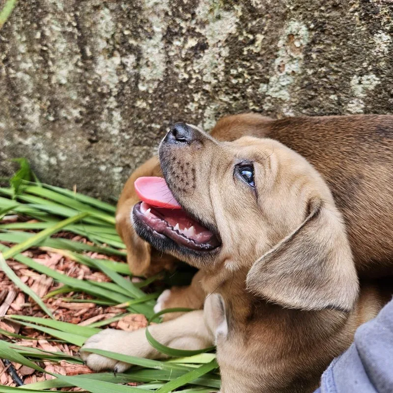 A baby small-sized male Yellow / Tan / Blond / Fawn Mixed Breed dog named Boom Chocolotta for adoption in Rockville, MD
