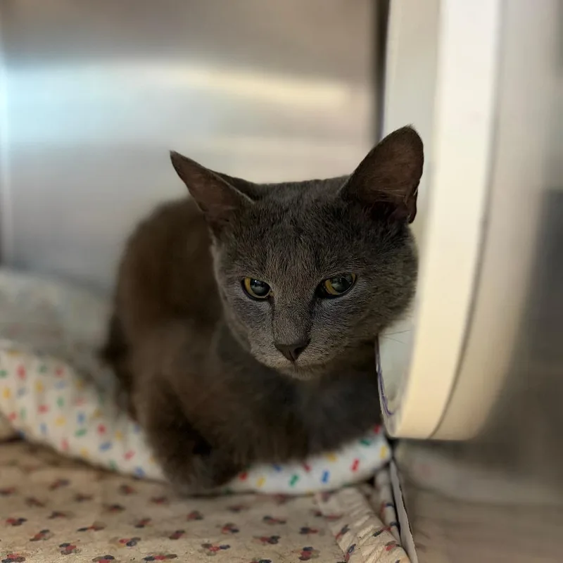 A young medium-sized male Gray / Blue / Silver Domestic Short Hair cat named Furby for adoption in Charlottesville, VA