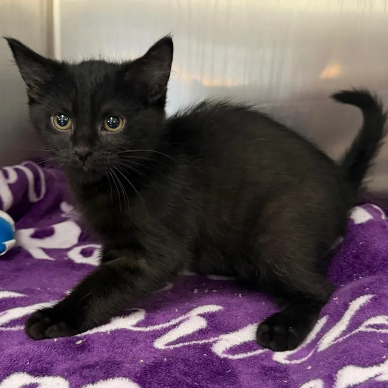 A baby small-sized male Black Domestic Medium Hair cat named Moe for adoption in Belleville, IL