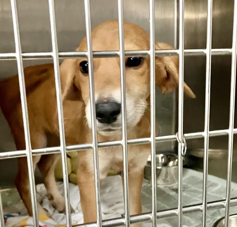 A baby medium-sized female Yellow / Tan / Blond / Fawn Hound dog named Petal for adoption in Parma, OH