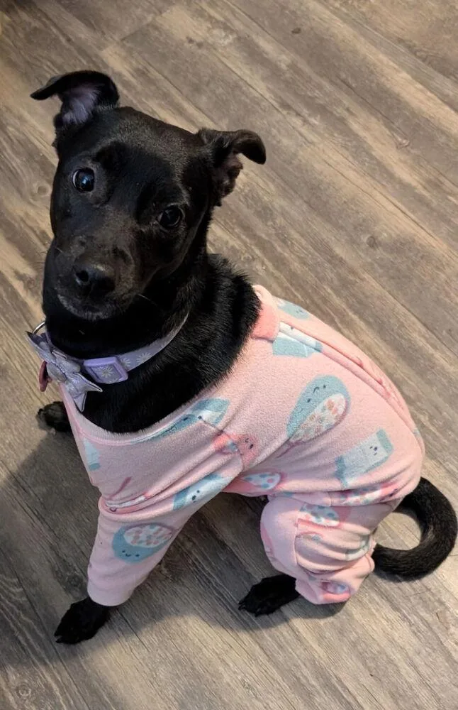 An adult small-sized female Black Chihuahua dog named Zoey for adoption in Lakeland, FL