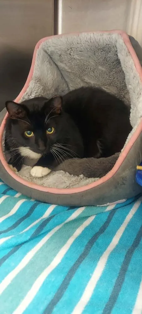 A young small-sized male Black & White / Tuxedo Domestic Short Hair cat named Domino for adoption in Orlando, FL