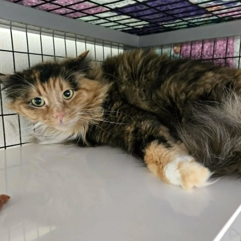 An adult medium-sized female Tortoiseshell Domestic Medium Hair cat named Marble for adoption in Watertown, WI
