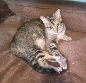 Clementine thumbnail 2