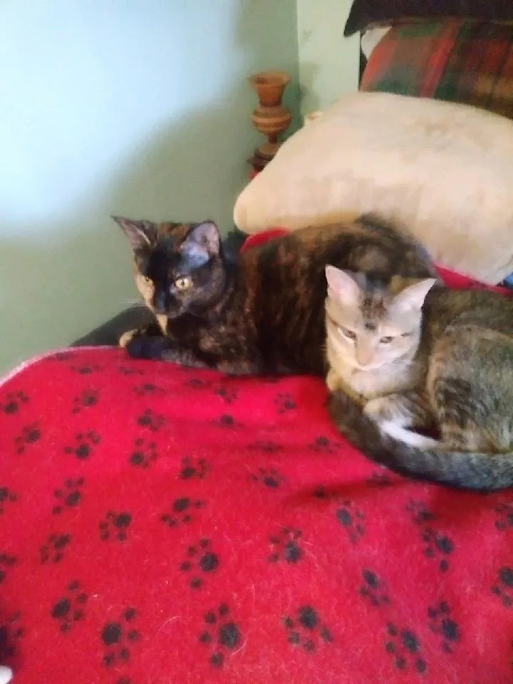 Clementine thumbnail 3