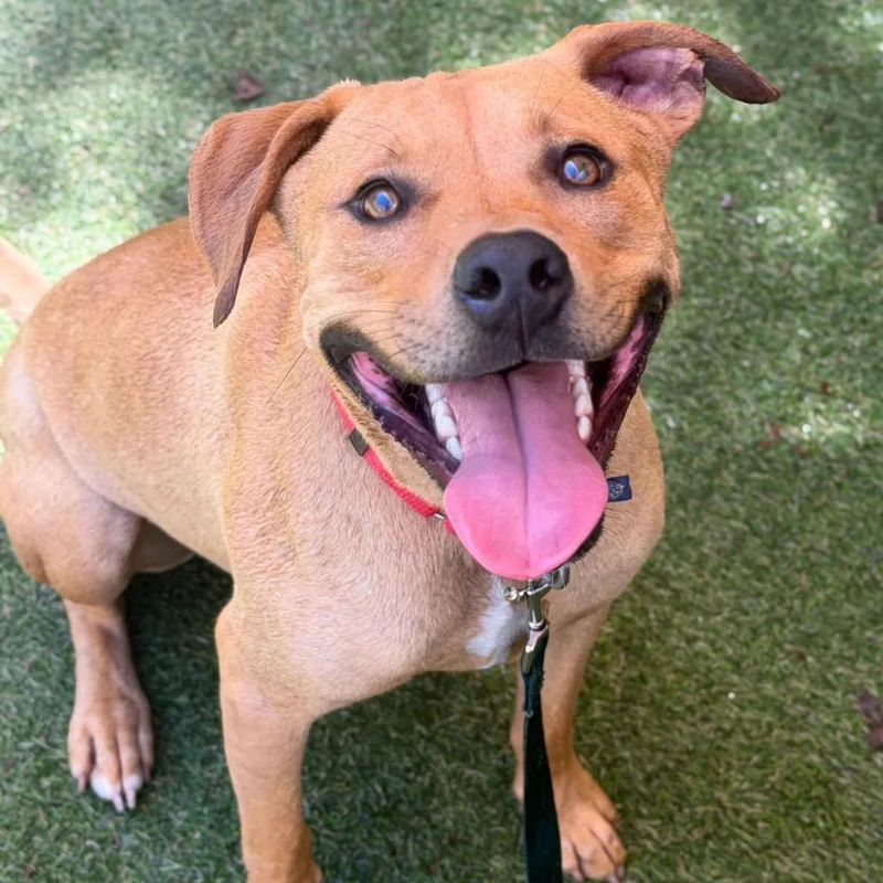 A young medium-sized male Yellow / Tan / Blond / Fawn Mixed Breed dog named Major for adoption in Asheville, NC