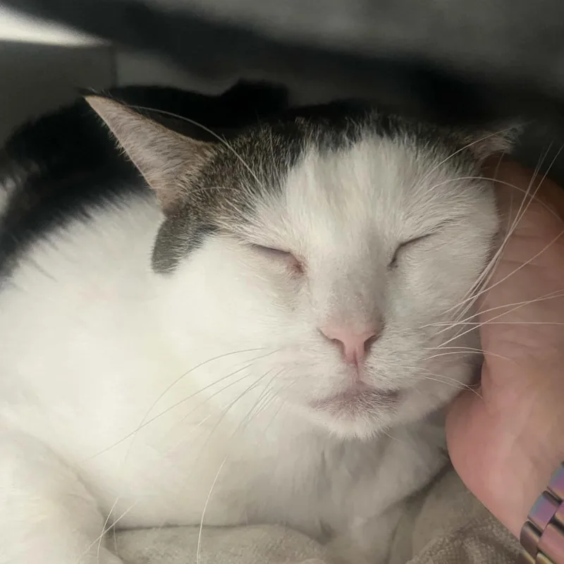 An adult extra large-sized male Gray / Blue / Silver Domestic Short Hair cat named Apple for adoption in San Diego, CA