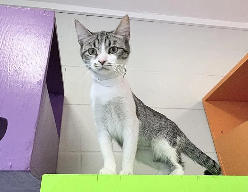 An adult medium-sized female Tabby (Brown / Chocolate) Domestic Short Hair cat named Clara for adoption in Columbus, IN