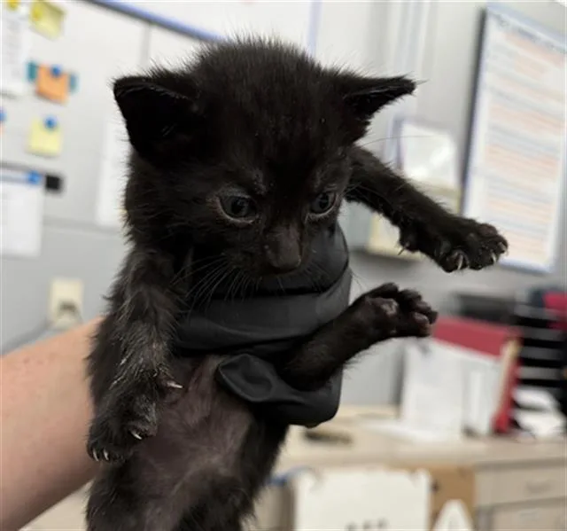 A baby medium-sized male Domestic Short Hair cat named Frito for adoption in Dallas, TX