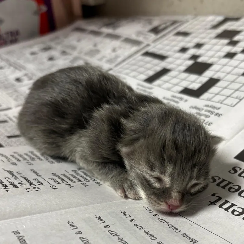 A baby small-sized female Gray / Blue / Silver Domestic Short Hair cat named Fruity Pebbles for adoption in Yuma, AZ