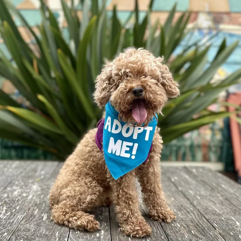 A senior small-sized female Apricot / Beige Poodle dog named Beverly for adoption in Pacific Grove, CA