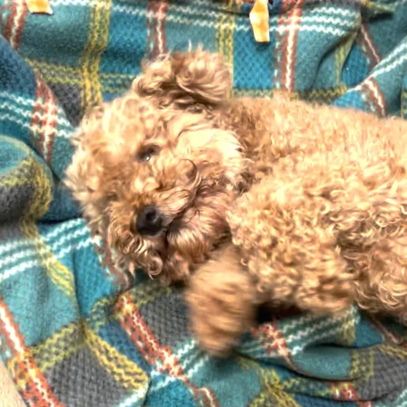 Beverly thumbnail 3