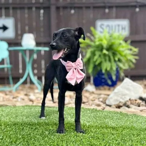 A young small-sized female Black Whippet dog named Marnie for adoption in Southport, CT