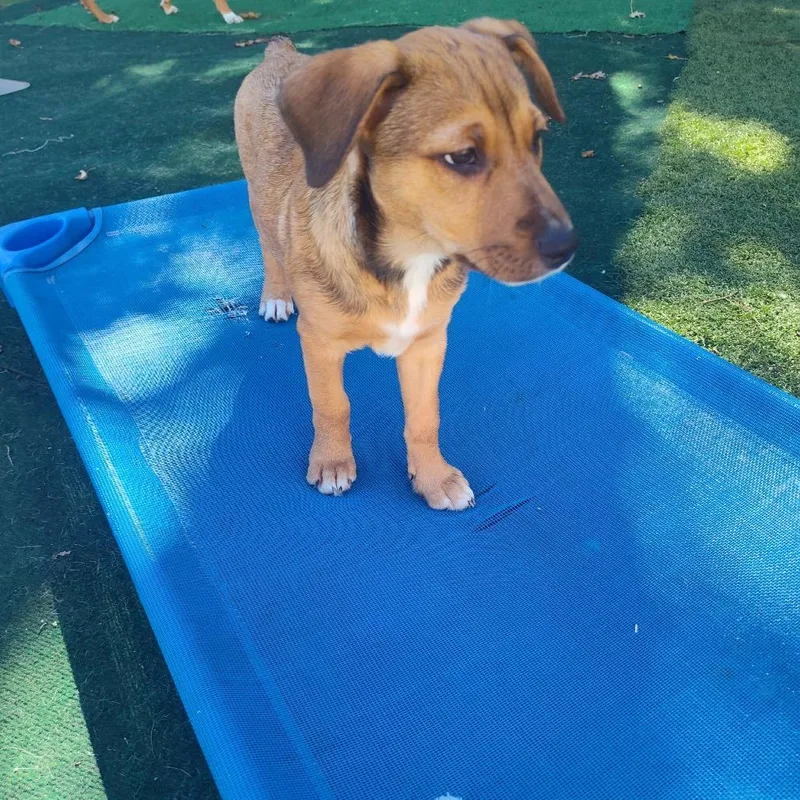 A baby medium-sized female Hound dog named Myna for adoption in Joliet, IL